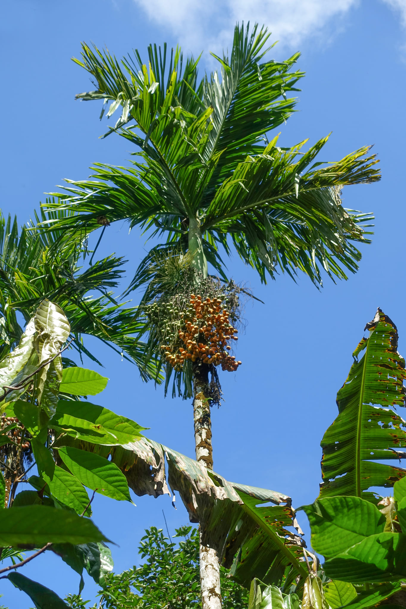 Areca nut by Kristof Zyskowski